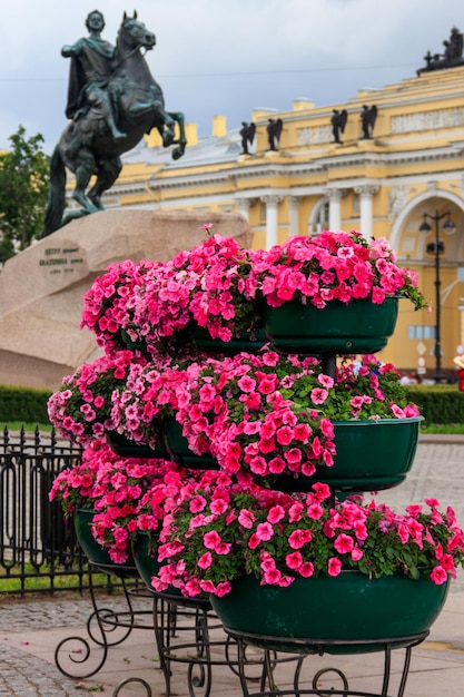 Foto denkmal für peter den großen bronzenen reiter in st. petersburg russland blumentöpfe mit rosa petunien im vordergrund
