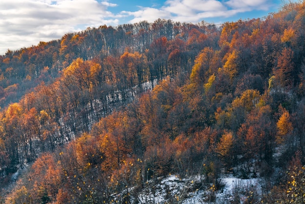 Densa floresta decídua de montanha de outono