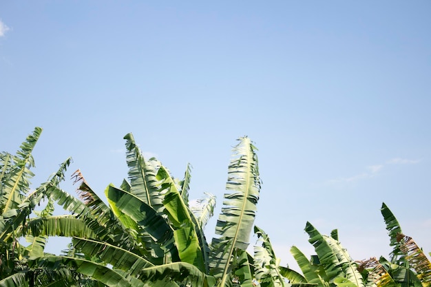 La densa plantación de plátanos detrás es un cielo azul brillante