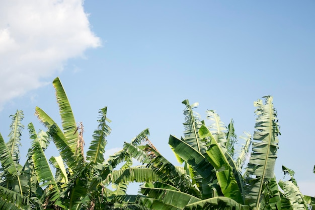 La densa plantación de plátanos detrás es un cielo azul brillante