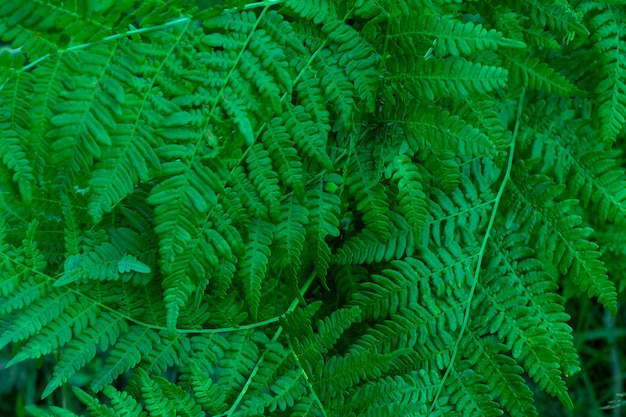 Las densas hojas de color verde oscuro del helecho son una planta exótica. Hermosa textura abstracta verde oscuro de hojas de helecho.