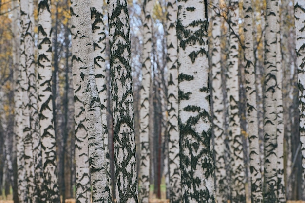 Denso bosque de abedules. Troncos de abedul en el parque de la ciudad. Nadie. Aire fresco y saludable del bosque húmedo.