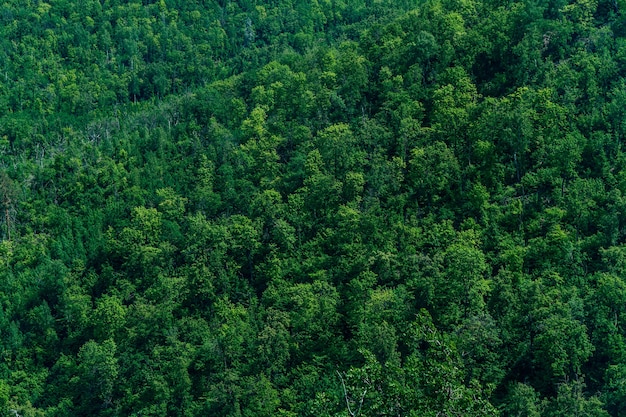 Un denso bosque de árboles verdes de abetos y pinos