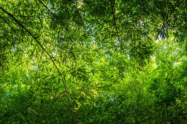 Foto denso bosque de bambú en un día soleado