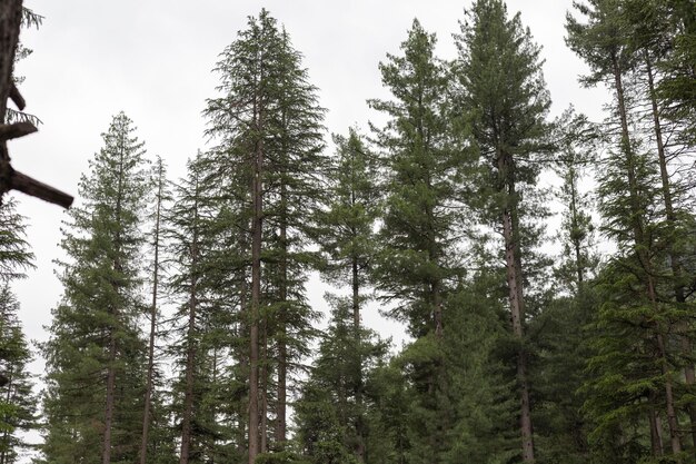 Denso bosque de cedro del valle de Kumrat Pakistán