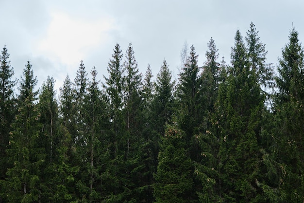 Denso bosque de coníferas en tiempo nublado