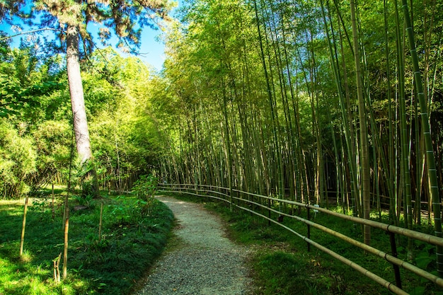 Denso bosque de bambu em um parque botânico em sukhum, abkhazia. dia ensolarado.