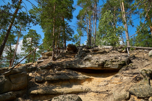 Denso bosque mixto con grandes piedras Fondo natural
