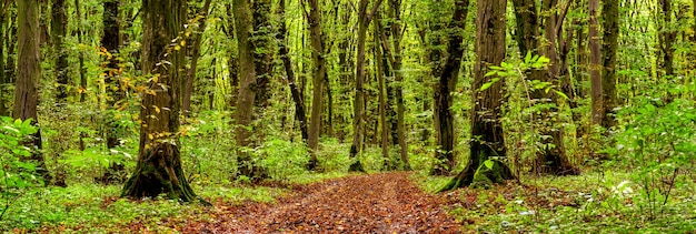 Denso bosque otoñal con árboles cubiertos de musgo y una carretera con hojas caídas