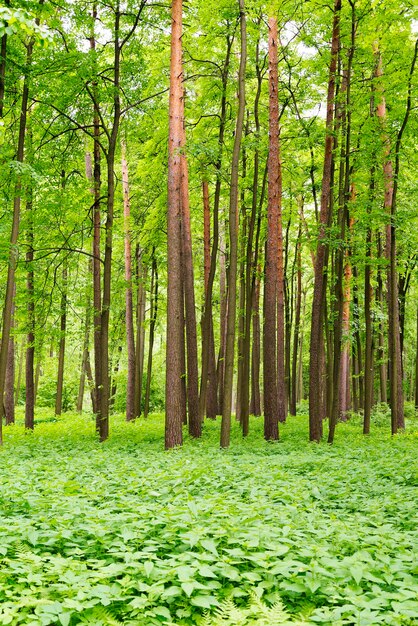 Un denso bosque de pinos con arbustos.