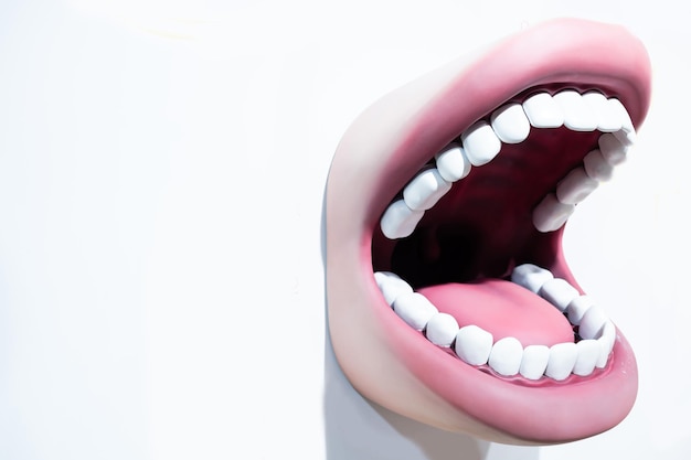 dentaduras dentales para los maxilares inferior y superior en el modelo dental en la mordida.