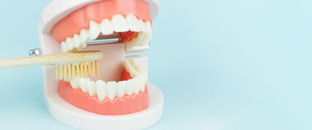 Dentaduras modelo de dentes dentários e escova de dentes de madeiraModelo de mandíbula é usado para demonstrar como os dentes humanos e a mandíbula limpam