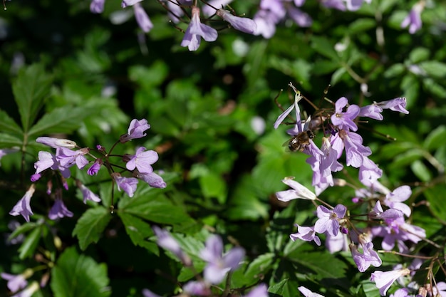 Dentaria bulbifera Cardamine flores da floresta da primeira primavera foco seletivo Flores da floresta roxa e lilás Um lindo fundo floral da primavera