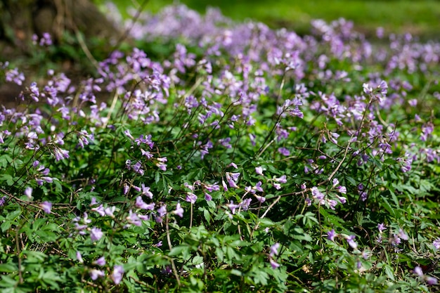 Dentaria bulbifera Cardamine primer bosque de primavera flores enfoque selectivo Flores de bosque púrpura y lila Un hermoso fondo floral de primavera