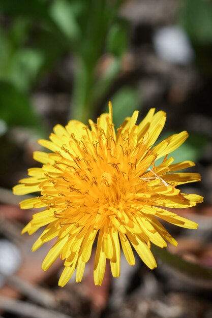 dente-de-leão amarelo à luz do sol