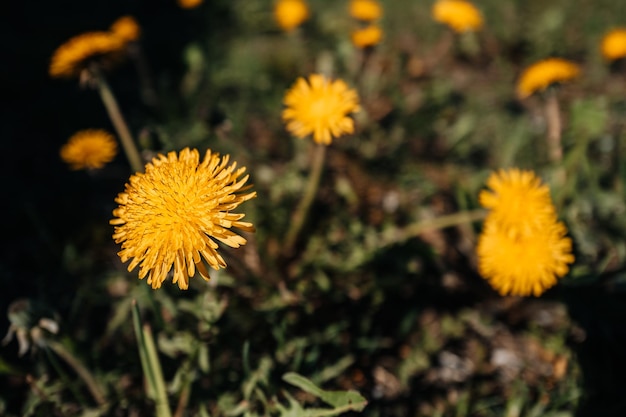 Dente-de-leão amarelo brilhante em flor num dia ensolarado