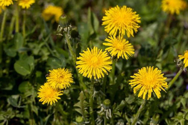 dente-de-leão amarelo em flor na estação de primavera flores de dente- de-leão Amarelo bonitas e perfumadas durante a floração em tempo de primavera ensolarado