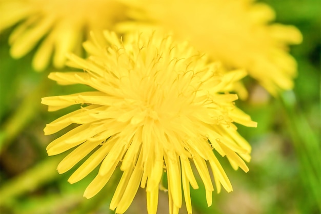 Dente de leão amarelo em um fundo verde fechado