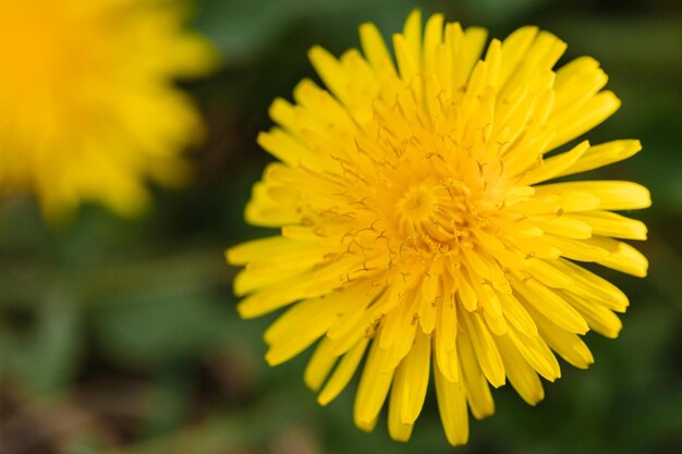 Dente-de-leão amarelo fotografado no início da primavera