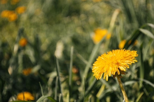 Dente-de-leão amarelo no campo selvagem closeup flores ensolaradas