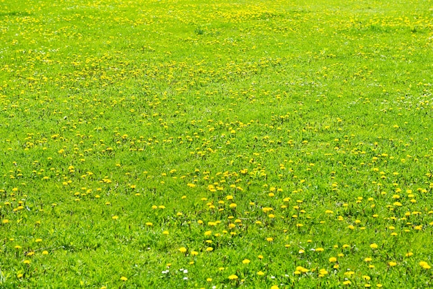 Dente-de-leão amarelo no campo verde closeup no verão