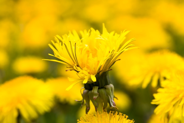 Dente-de-leão amarelo no campo