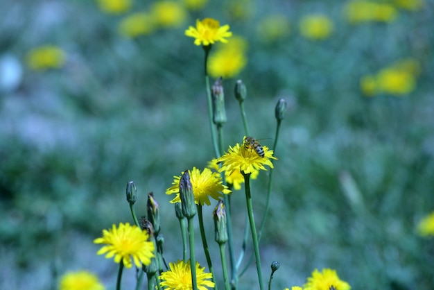 Dente-de-leão amarelo no campo