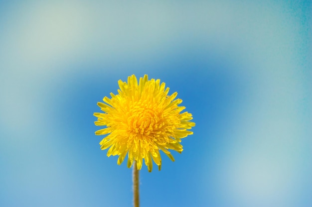 Dente-de-leão amarelo no céu azul de fundo em um dia ensolarado