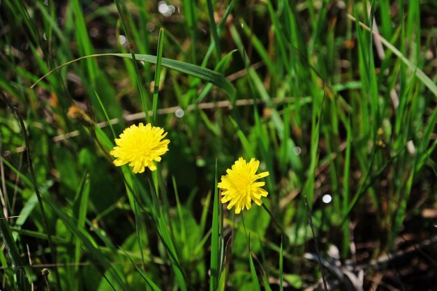 Dente-de-leão amarelo sobre fundo de grama turva