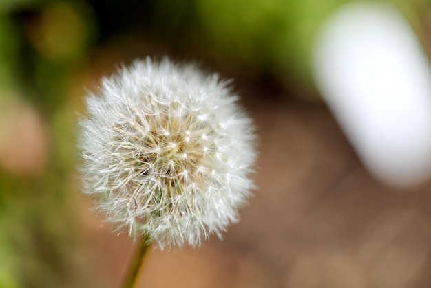 Dente-de-leão branco e fofo taraxacum officinale em um fundo desfocado verde e marrom