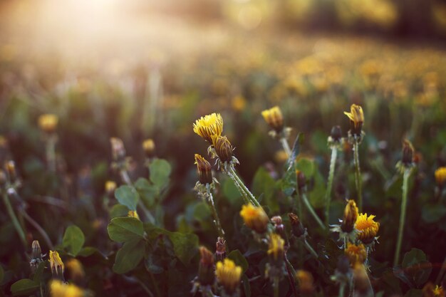 dente de leão em um campo ao pôr do sol