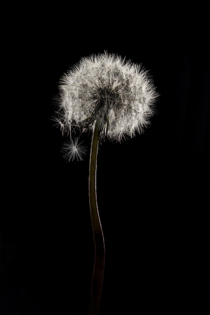 Foto dente de leão. fim, cima, dandelion, esporas, soprando