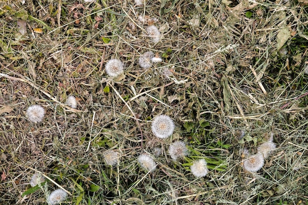 Dente-de-leão fofo seco chanfrado Taraxacum no prado