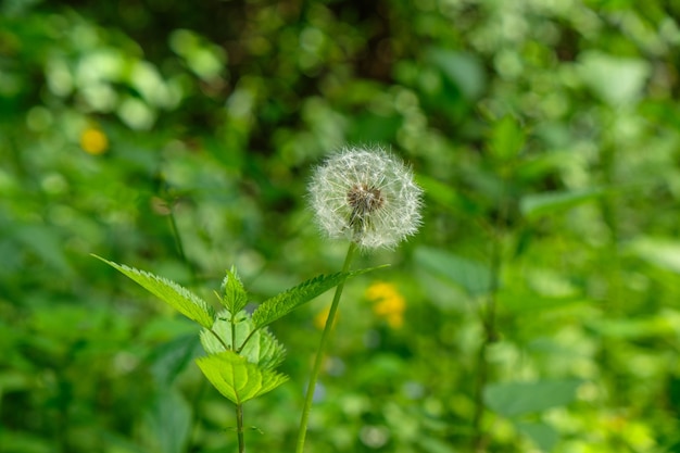 Dente-de-leão na floresta em uma natureza verde