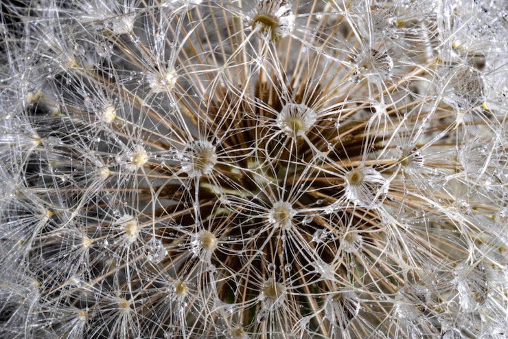 Foto dente-de-leão redondo fofo branco com gotas de água da chuva fechada cabeça redonda de plantas de verão com sementes em forma de guarda-chuva