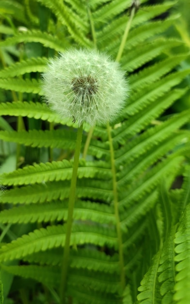 Dente de leão velho entre grama verde no campo