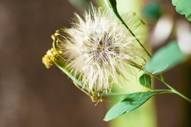 Dente-de-leão visto através de um foco seletivo de fundo escuro de lente macro