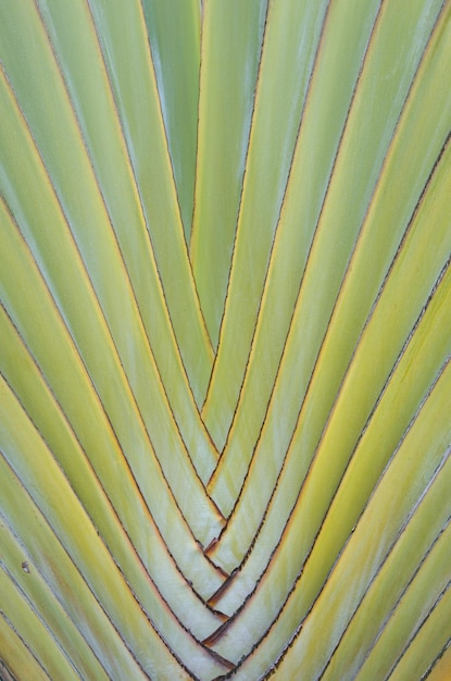 Dente-de-leão