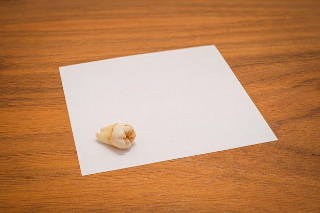 Foto dente do siso em papel branco e prancha de madeira em close-up