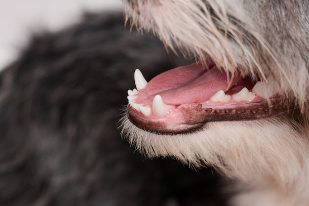 Foto dentes de cães