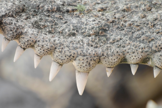 Foto dentes de close-up de um crocodilo.