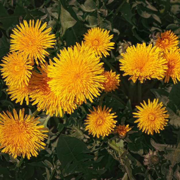 Dentes-de-leão amarelos brilhantes iluminados pelo sol