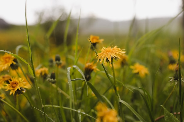 Dentes-de-leão de flores amarelas brilhantes sobre fundo de prados verdes Fundo de primavera e verão