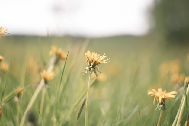 Dentes-de-leão de flores amarelas brilhantes sobre fundo de prados verdes Fundo de primavera e verão
