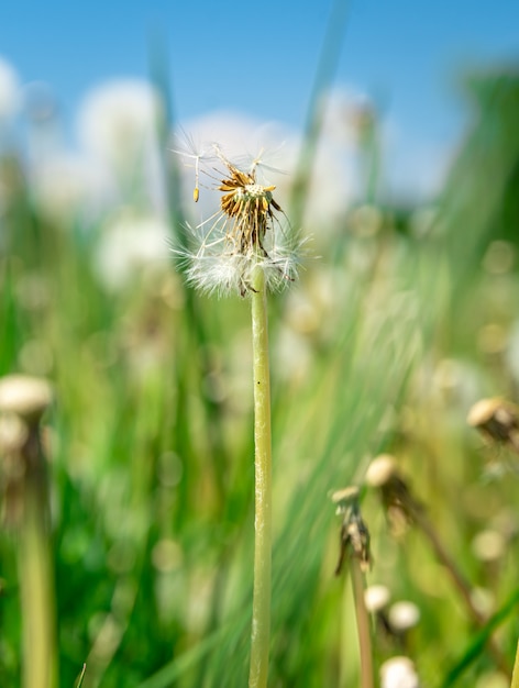 Dentes de leão em um campo verde no horário de verão