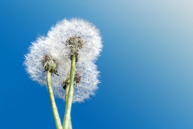 Dentes-de-leão no céu azul Papel de parede de primavera e verão