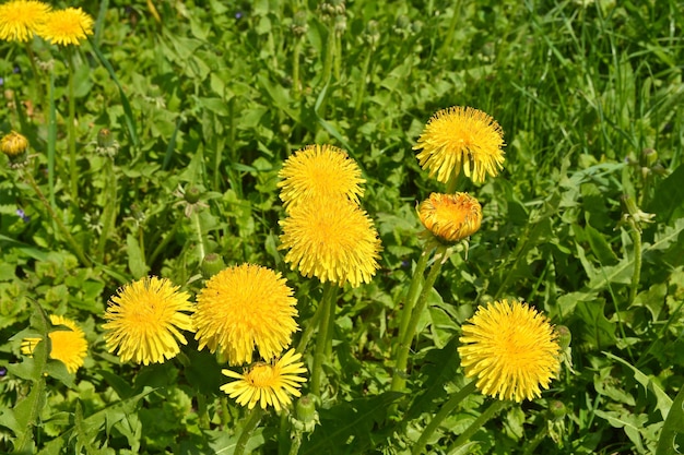 Dentes de leão no prado de primavera