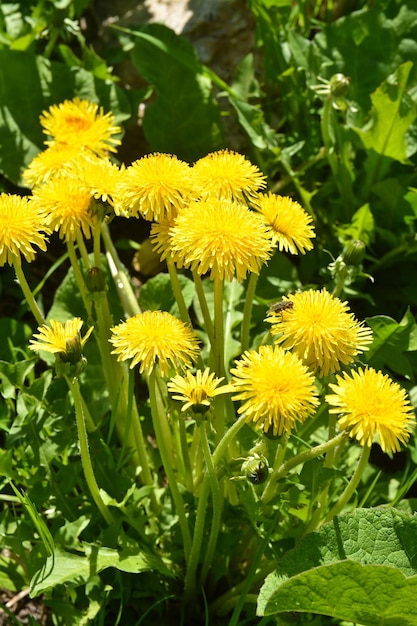 Dentes de leão no prado de primavera