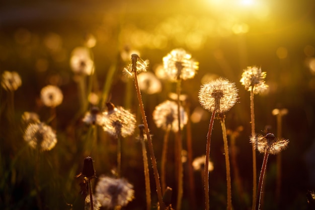 Dentes-de-leão nos raios dourados do sol poente como pano de fundo da natureza