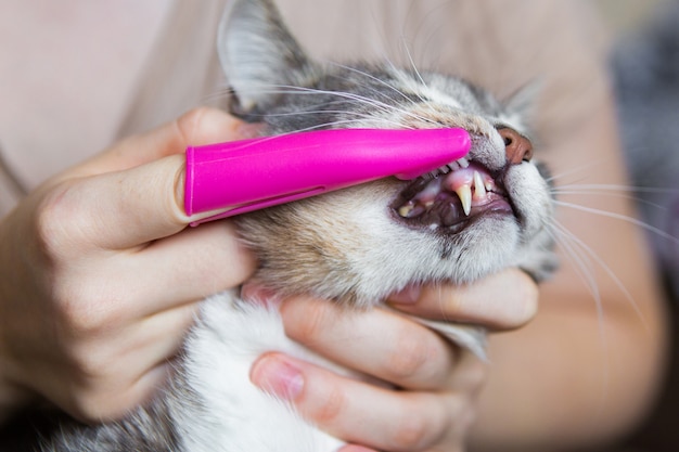 Dentes escovar um gato com uma escova rosa, close-up gato cinza